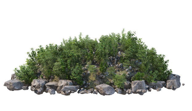 Shrubs  on a transparent background
