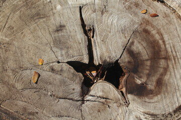 inner wood texture, this texture is visible when the tree trunk is cut.