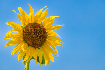 ひまわり sunflower