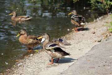 A closeup of a blue mallard duck sitting at the edge of a pond. The blue strip can be seen on the wing of the animal, this was glowing bright due to the bright sun and heatwave.