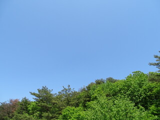 Fototapeta premium 青空と森