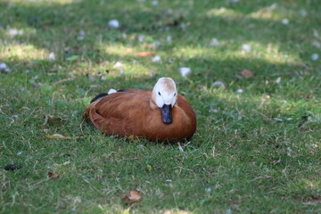 A beautiful Ruddy Shelduck laying on the grass during exceptionally hot weather and a heatwave. This duck was photographed at a nature reserve, it is a rare bird and not often seen in the UK