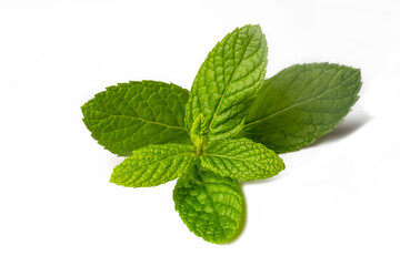 Green fresh mint on the white background