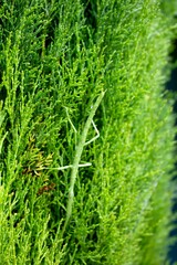 close up stick insect om leaf