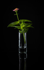 Blooming pink flower placed in a small shot glass that serves as a vase on black background.