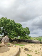 Fototapeta premium trees on the beach