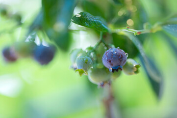 ブルーベリー　水滴