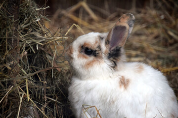 rabbit on the farm