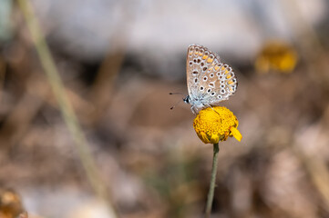butterfly on yellow flower