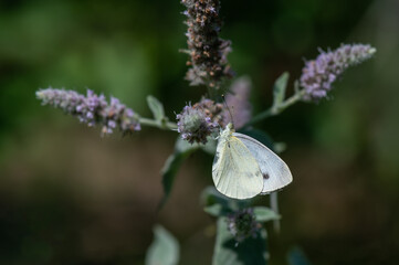 butterfly on a flower