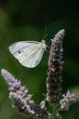 butterfly on a flower