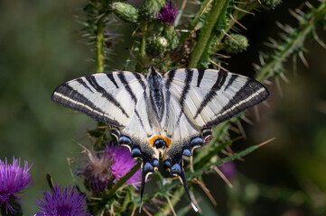 Papilionidae / Erik Kırlangıçkuyruğu / Scarce Swallowtail / Iphiclides podalirius