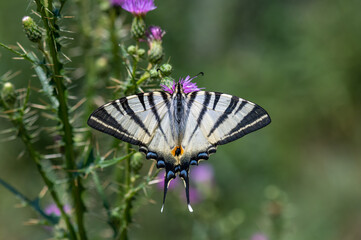 Papilionidae / Erik Kırlangıçkuyruğu / Scarce Swallowtail / Iphiclides podalirius