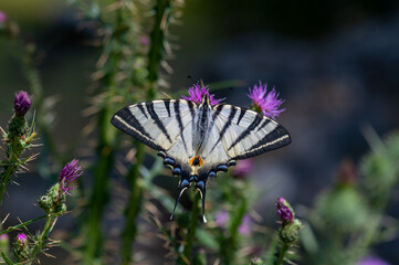 Papilionidae / Erik Kırlangıçkuyruğu / Scarce Swallowtail / Iphiclides podalirius
