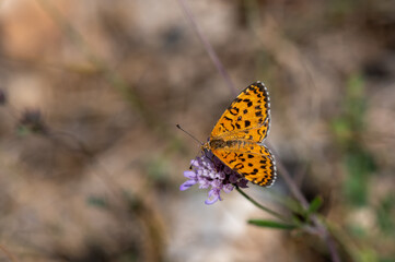 butterfly on a flower