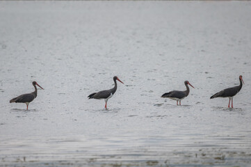 great crested grebe