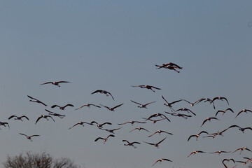 flamands roses en vol