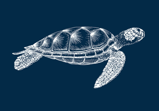 recommend clip art: Sea turtle. Hand drawn illustration converted to vector. Vector with animal underwater.