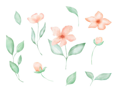 Watercolor floral elements pink flowers and leaves. Spring colorful decor with hand drawn illustrations on white background