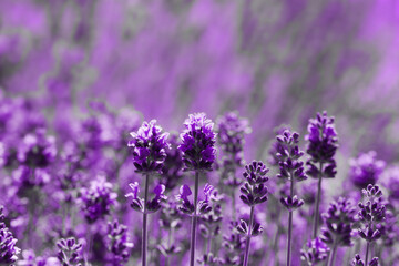 Blooming fragrant lavender flowers on a field..
