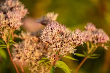 Close up of the flower of hemp-agrimony or holy rope, Eupatorium cannabinum in the garden