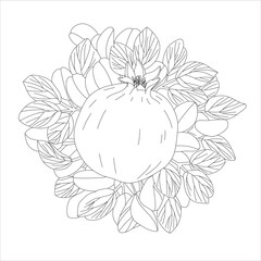 
Ripe line pomegranate with leaves.Vector illustration.Can be used as a coloring book or as a cutout outline.