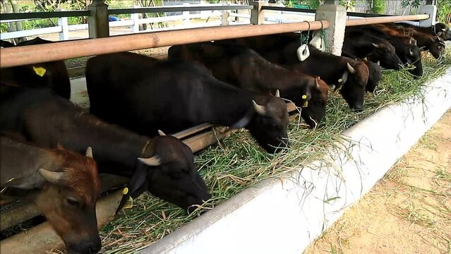 Footage of Gang of Murrah Buffaloes Enjoy Eating Grass in a Dairy Farm  
