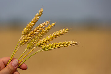 Close-up of five ears of wheat in hands on blurred background