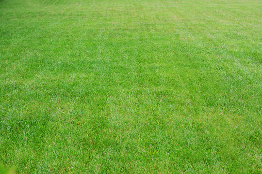 Green lawn with fresh grass outdoors on spring day © New Africa