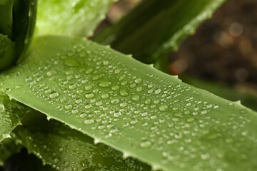 Beautiful green aloe vera plant with water drops on blurred background, closeup