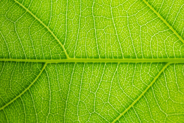 Fototapeta na wymiar Green Leaves background