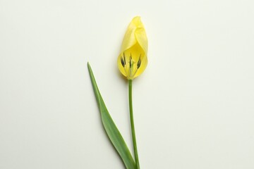 Yellow tulip on beige background, top view. Menopause concept