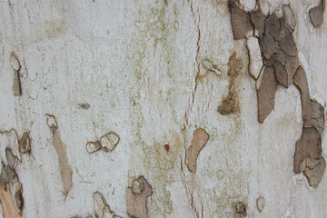 stone texture background