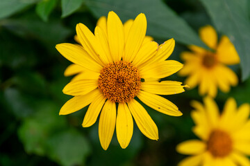 Flower of yellow flower in the garden.