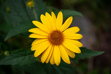 Flower of yellow flower in the garden.