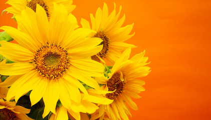 A large bouquet of sunflowers, yellow flowers on an orange background. blank for a postcard, a place for text.