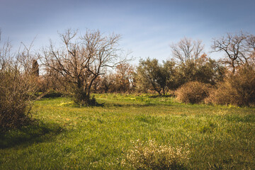 View of a rural location in Crete with trees and bushes on a spring day