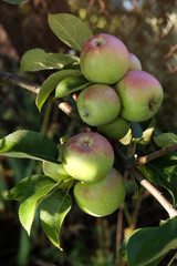 Apple tree with fresh and ripe fruits on sunny day, closeup