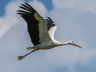 Bird white stork flies across the blue sky