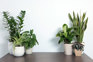 Many different beautiful house plants on wooden table near white wall, space for text