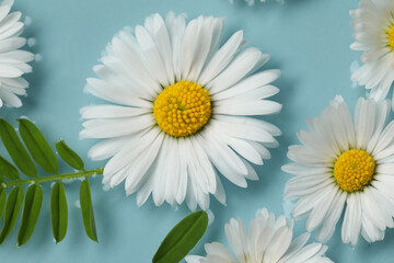 Fototapeta premium Beautiful daisy flowers floating in water, closeup