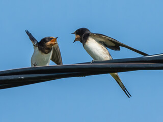 Two swallows swear on a power line