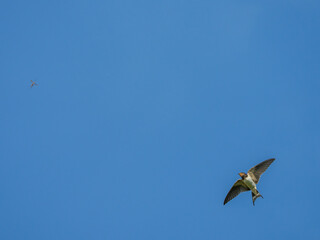 A swallow bird catches a mosquito in the sky