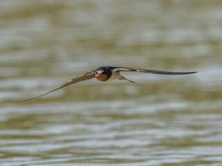 Swallow bird flies on the surface of the water