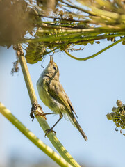 Warbler bird eating seeds from a bush