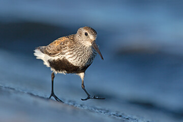 Biegus zmienny (Calidris alpina) © Grzegorz
