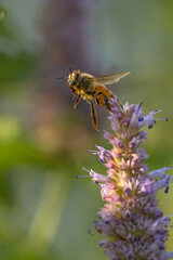 bee on a flower