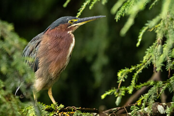heron