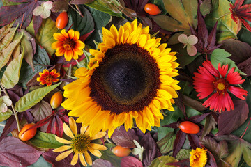 Sunflower and flowers with rose hips on bed of colored leafs - landscape format