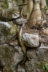 Tree roots breaking through the rock